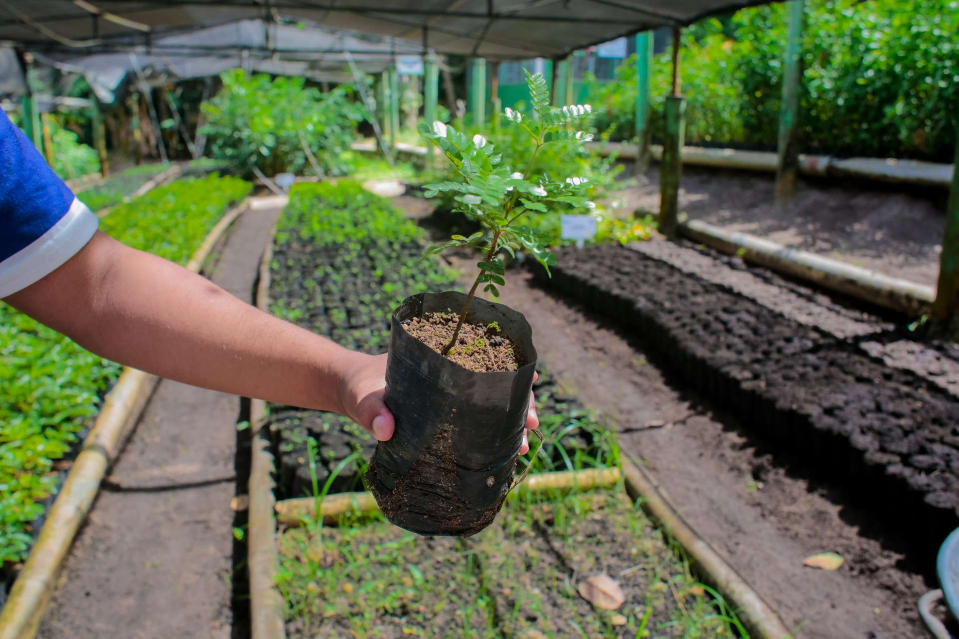 Disque Muda: Coruripe Mais Verde e Sustentável ao seu alcance