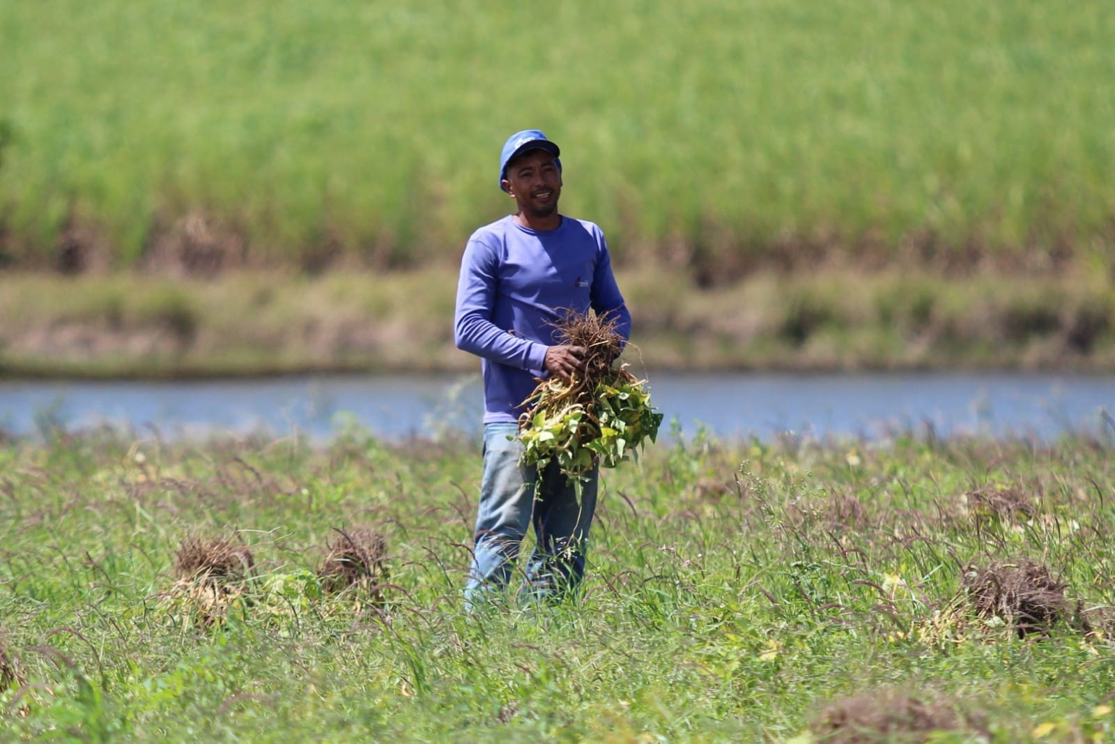 Projeto Maná é encerrado com colheita de 250 toneladas de feijão e festa com os agricultores