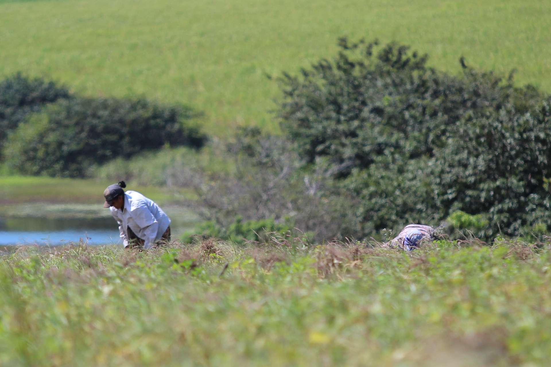 Prefeitura de Coruripe começa a emitir o Cadastro Ambiental Rural