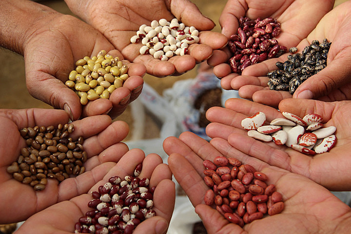 137 agricultores receberão grãos para a safra de 2021
