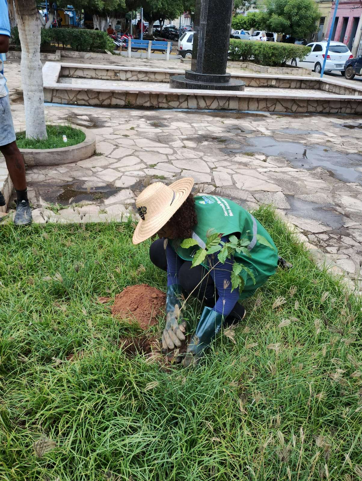 Replantio de mudas nativas nas Avenida Bráulio Cavalcante e Manoelito Bezerra