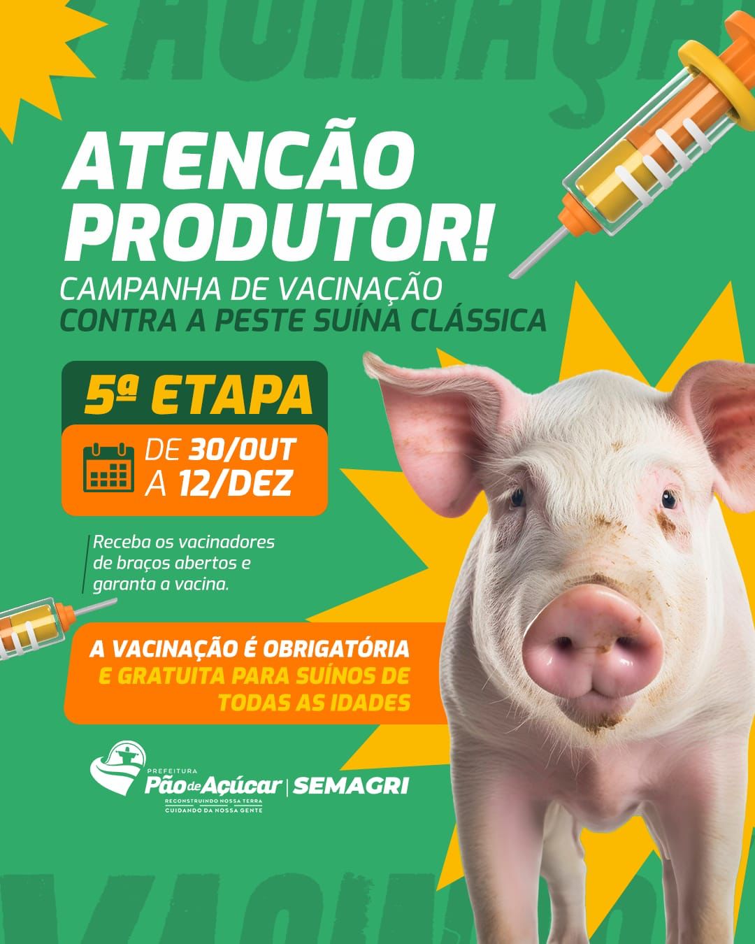 Vamos vacinar o rebanho de suínos?