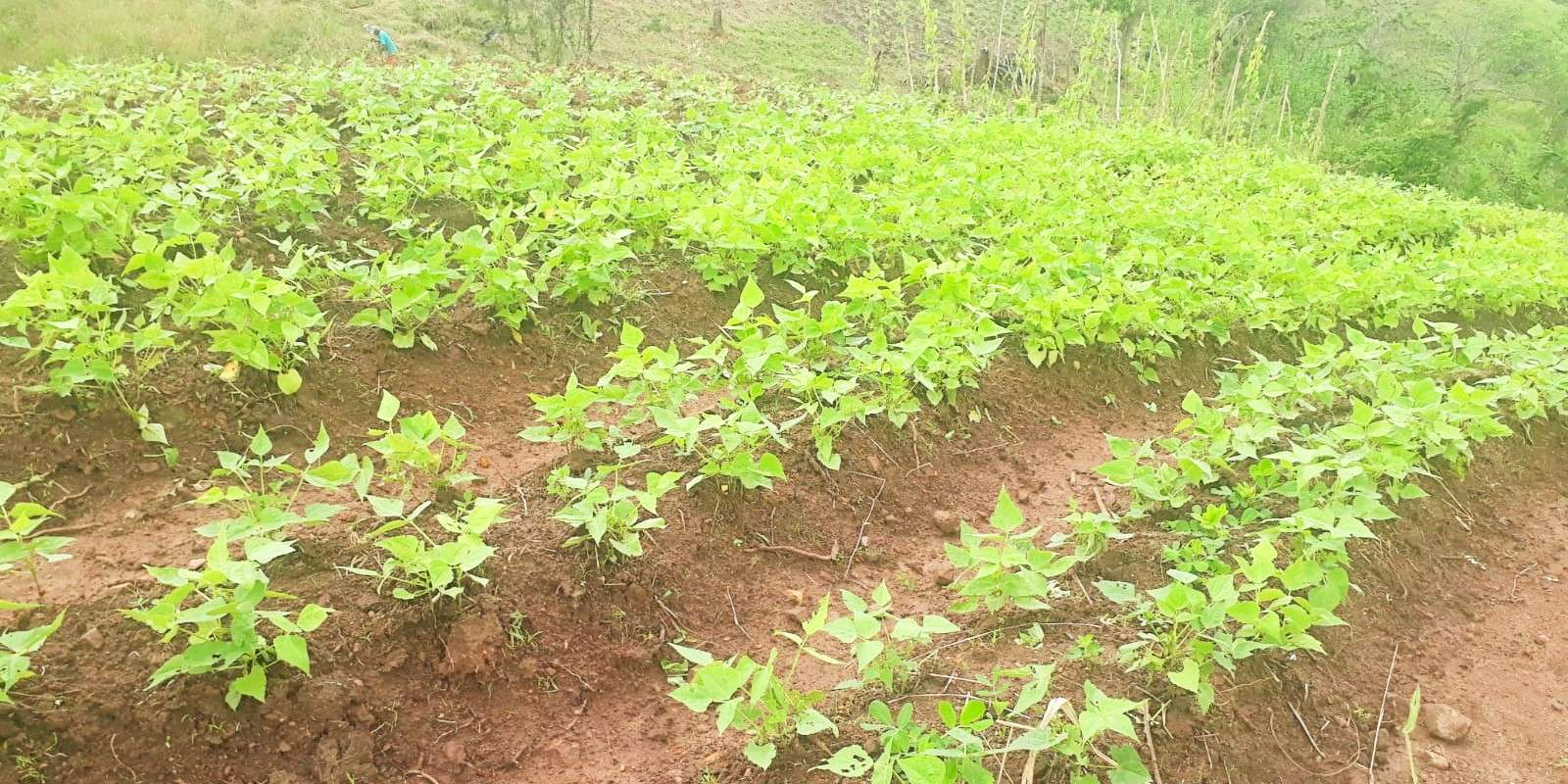 Famílias do Programa Cultiva Mais Viçosa começam a colher produção